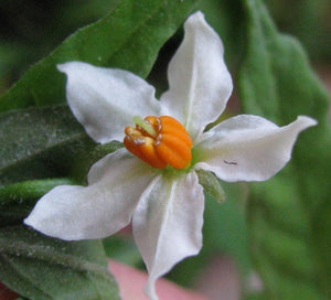 Solanum Pseudocapsicum "Megaball"