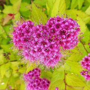 Spiraea Japonica "Golden Princess"
