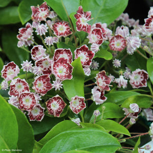 Kalmia Latifolia "Tad"