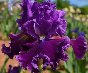 Iris Barbata Alta "Tintinnabulation"