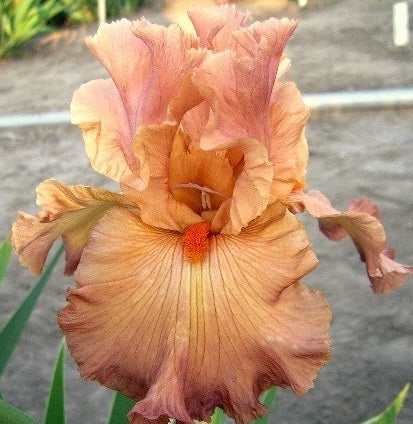 Iris Barbata Alta 