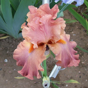 Iris Barbata Alta "Toasted Watermelon"