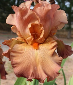 Iris Barbata Alta "Toasted Watermelon"