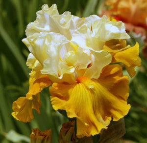 Iris Barbata Alta "Tour De France"