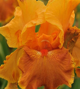 Iris Barbata Alta "Terre d'Ambre"