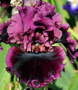 Iris Barbata Alta "Toraja"