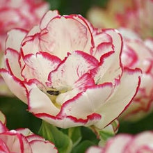 Carica l'immagine nel visualizzatore di Gallery, Tulipa "Belicia"

