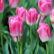 Carica l'immagine nel visualizzatore di Gallery, Tulipa "Dynasty"
