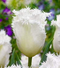 Carica l'immagine nel visualizzatore di Gallery, Tulipa "Honeymoon" in bulbi
