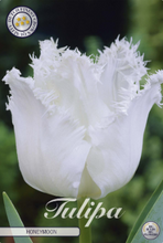 Carica l'immagine nel visualizzatore di Gallery, Tulipa "Honeymoon" in bulbi
