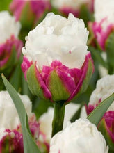 Carica l'immagine nel visualizzatore di Gallery, Tulipa "Icecream"
