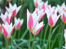 Carica l'immagine nel visualizzatore di Gallery, Tulipa Clusiana "Lady Jane"

