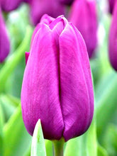 Carica l'immagine nel visualizzatore di Gallery, Tulipa "Purple Prince"
