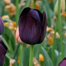 Carica l'immagine nel visualizzatore di Gallery, Tulipa "Queen of the Night"
