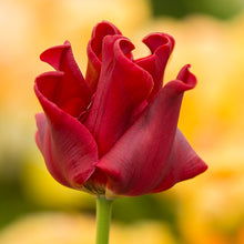 Carica l'immagine nel visualizzatore di Gallery, Tulipa "Red Dress"
