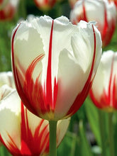Carica l'immagine nel visualizzatore di Gallery, Tulipa "Carnival Rio"
