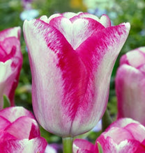 Carica l'immagine nel visualizzatore di Gallery, Tulipa "Mata Hari"
