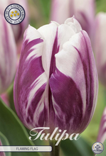 Carica l'immagine nel visualizzatore di Gallery, Tulipa "Flaming Flag"

