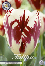 Carica l'immagine nel visualizzatore di Gallery, Tulipa "Grand Perfection"
