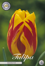 Carica l'immagine nel visualizzatore di Gallery, Tulipa "Washington"
