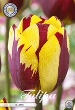 Carica l'immagine nel visualizzatore di Gallery, Tulipa "Helmar"
