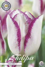 Carica l'immagine nel visualizzatore di Gallery, Tulipa "Mata Hari"
