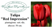 Carica l'immagine nel visualizzatore di Gallery, Tulipa "Red Impression"
