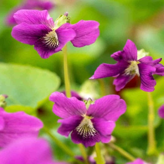 Viola Sororia 