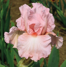 Carica l&#39;immagine nel visualizzatore di Gallery, Iris Barbata Alta &quot;Vision in Pink&quot;
