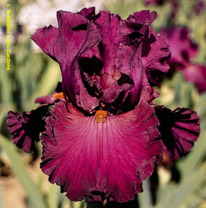 Iris Barbata Alta "Vizier"