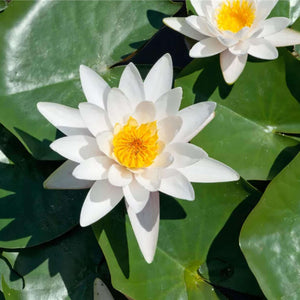 Nymphaea Virginalis