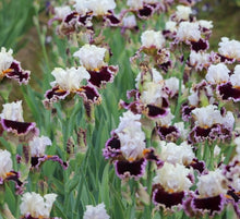 Carica l&#39;immagine nel visualizzatore di Gallery, Iris Barbata Alta &quot;When Doves Cry&quot;
