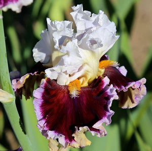 Iris Barbata Alta "When Doves Cry"