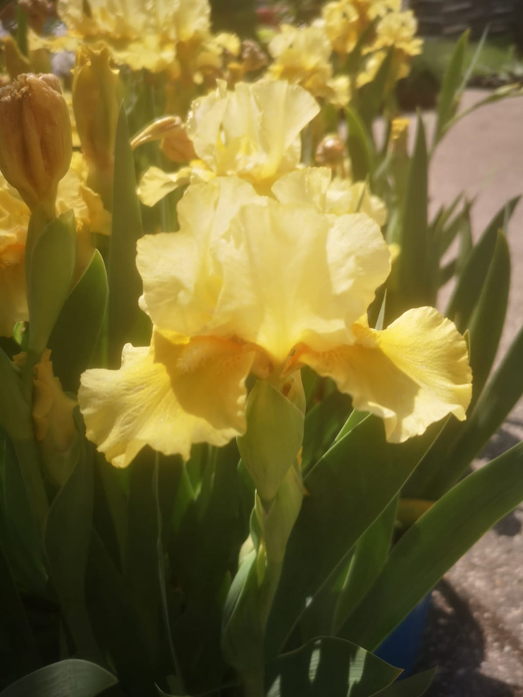 Iris Barbata Intermedia 