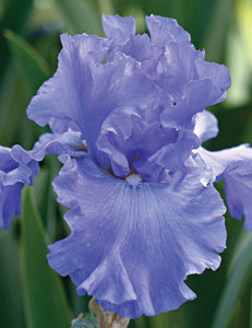Iris Barbata Alta "Yaquina Blue"