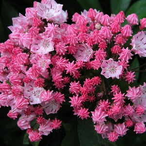 Kalmia Latifolia "You Can"