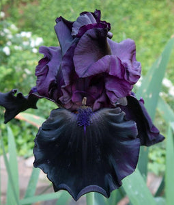 Iris Barbata Alta "Yosemite Nights"