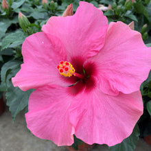 Carica l&#39;immagine nel visualizzatore di Gallery, Hibiscus Rosa-Sinensis &quot;Adonis&quot;
