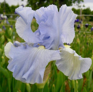 Iris Barbata Alta "Aigue Marine"