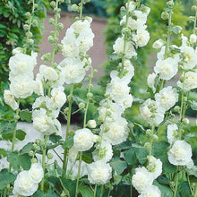 Carica l'immagine nel visualizzatore di Gallery, Alcea Rosea Plena "Chaters White"

