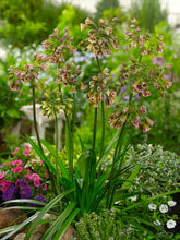 Carica l&#39;immagine nel visualizzatore di Gallery, Allium Siculum in bulbi
