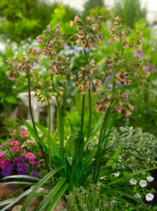 Allium Siculum in bulbi