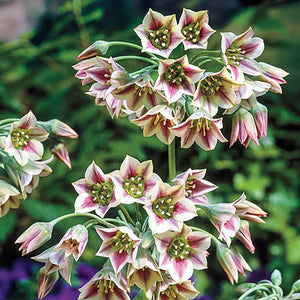 Allium Siculum in bulbi