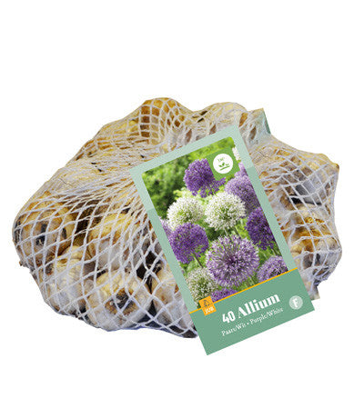 Allium Mix in bulbi