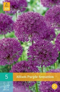 Allium "Purple Sensation" in bulbi