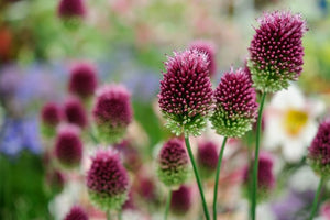 Allium "Sphaerocephalon"