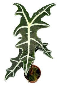 Alocasia Nobilis