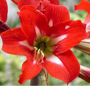 Amaryllis Sonatini