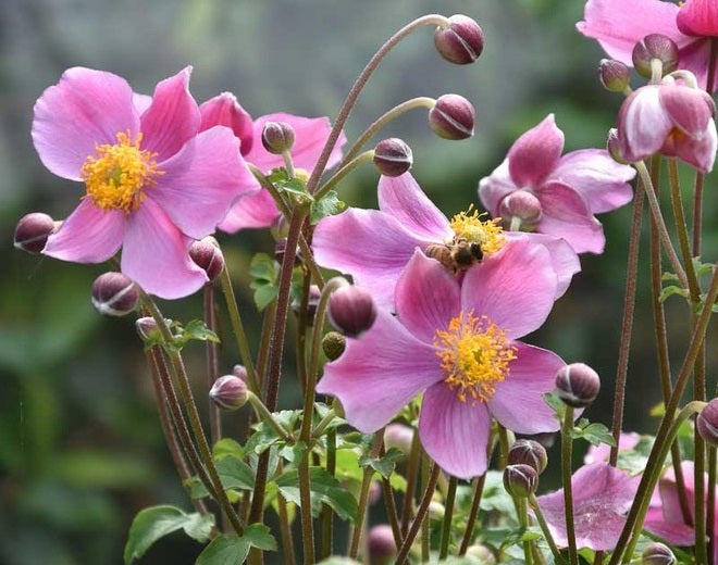 Anemone Hupehensis Preacox