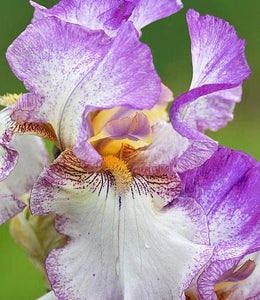 Iris Barbata Alta "Autumn Tryst"